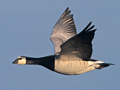 Barnacle Goose